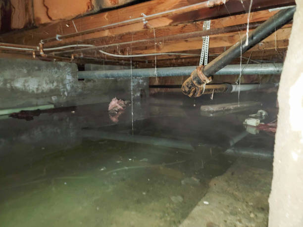 Best Carpet water damage restoration  in Rogers, AR